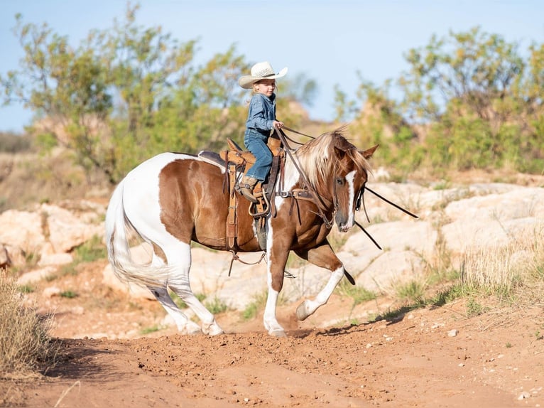 Quarter-ponny Valack 10 år 142 cm Pinto in Canyon