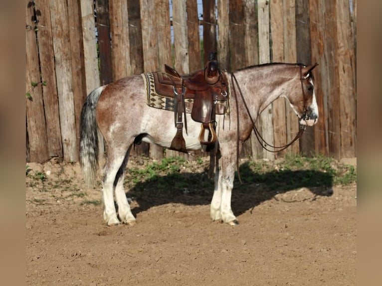 Quarter-ponny Valack 10 år Rödskimmel in Joshua, TX