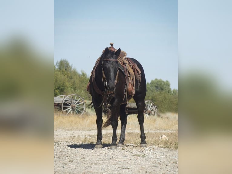 Quarter-ponny Valack 11 år 137 cm Svart in Cody, WY