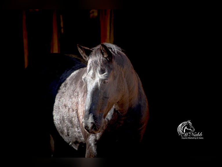 Quarter-ponny Valack 11 år 137 cm Svart in Cody, WY