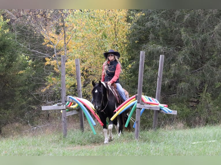 Quarter-ponny Blandning Valack 11 år 140 cm Pinto in Purdy, MO
