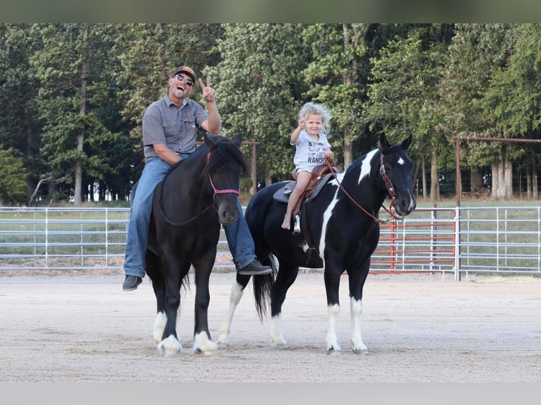 Quarter-ponny Blandning Valack 11 år 140 cm Pinto in Purdy, MO