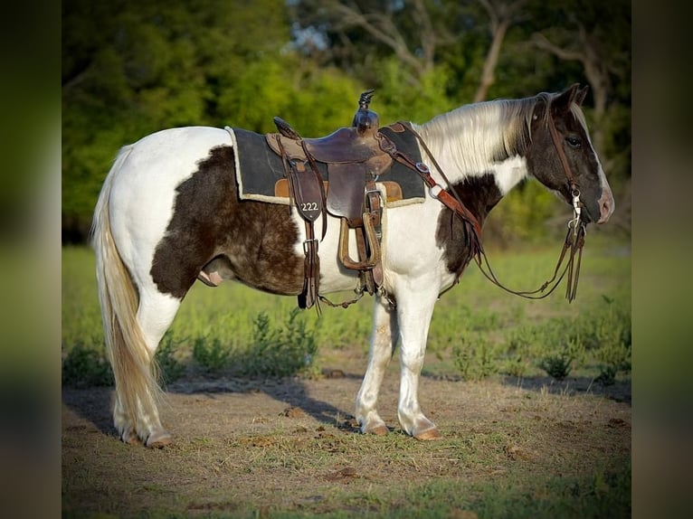 Quarter-ponny Valack 12 år 132 cm Pinto in Weatherford