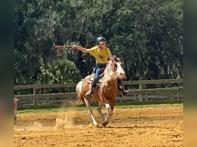 Quarter-ponny Valack 12 år 132 cm in Carthage, TX