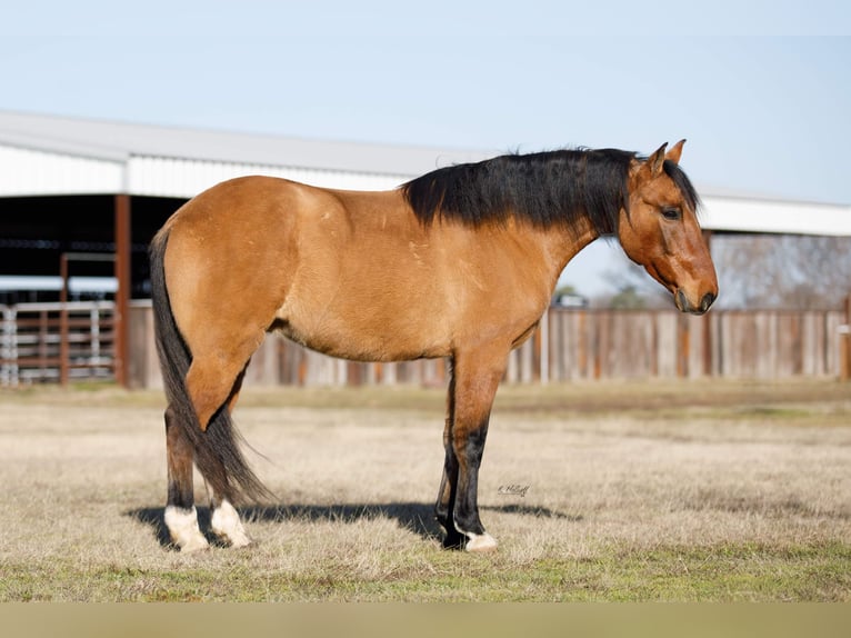 Quarter-ponny Valack 12 år 145 cm Black in Ravenna, TX
