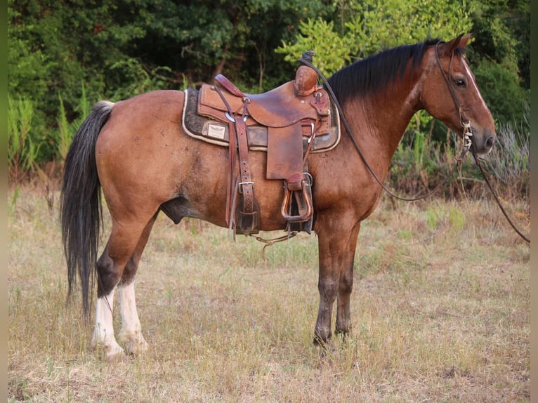 Quarter-ponny Valack 12 år Brunskimmel in RUSK, TX