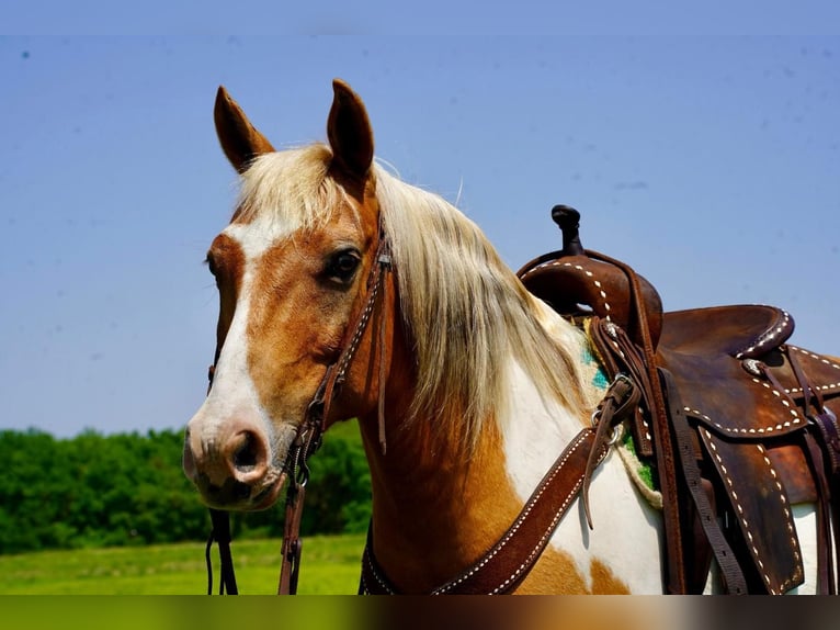 Quarter-ponny Valack 12 år Palomino in Valley Springs, SD