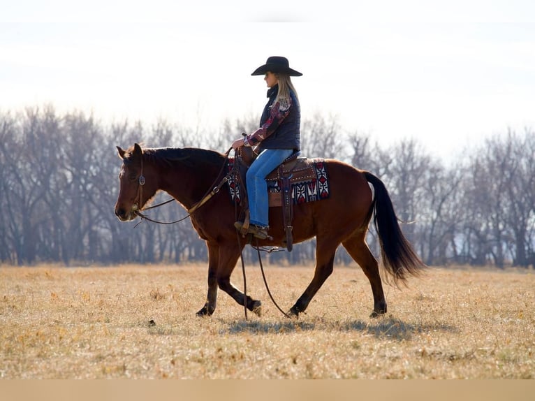 Quarter-ponny Blandning Valack 13 år 142 cm Brun in Valley Springs, SD