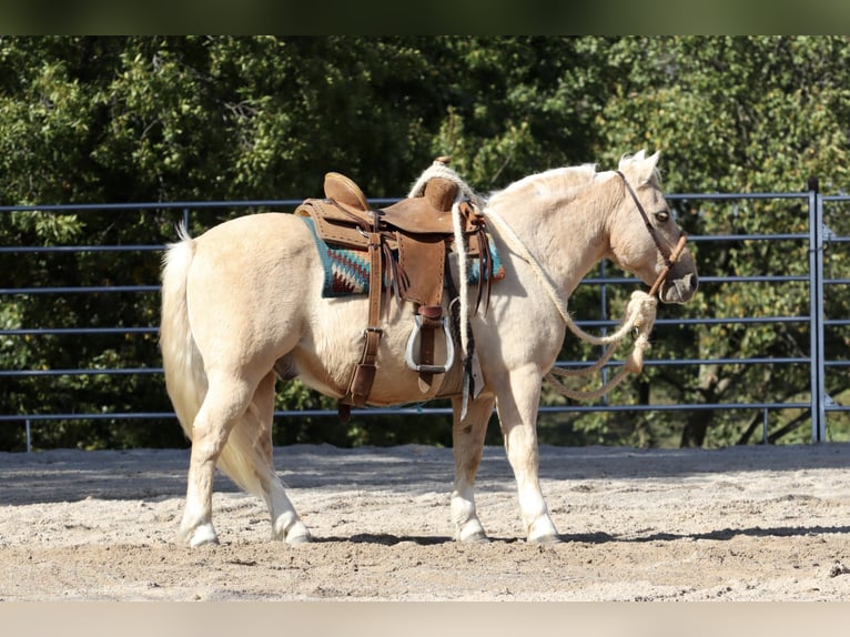 Quarter-ponny Valack 14 år 114 cm Palomino in Purdy, MO