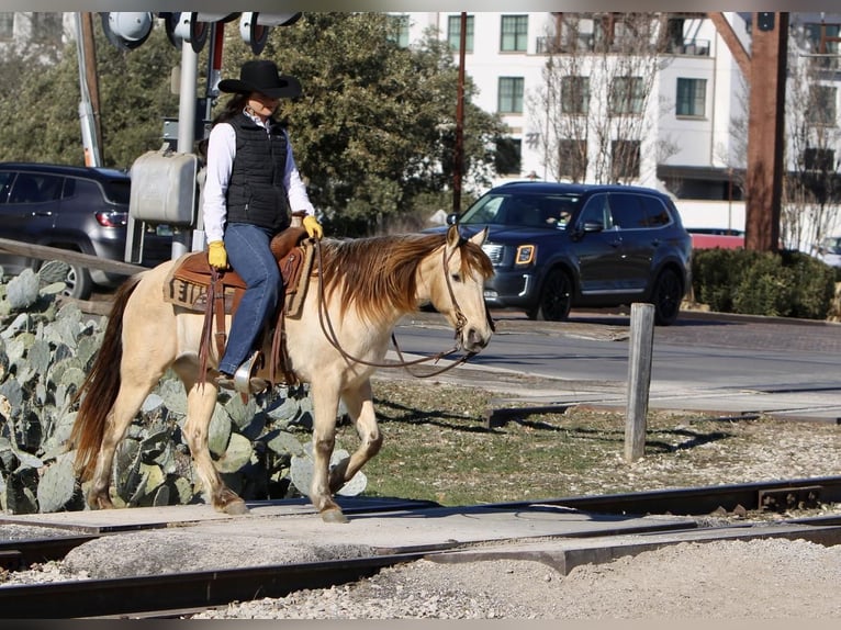 Quarter-ponny Valack 14 år 132 cm Gulbrun in Joshua, TX