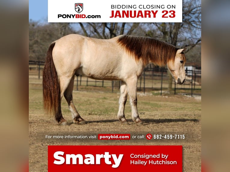 Quarter-ponny Valack 14 år 132 cm Gulbrun in Joshua, TX