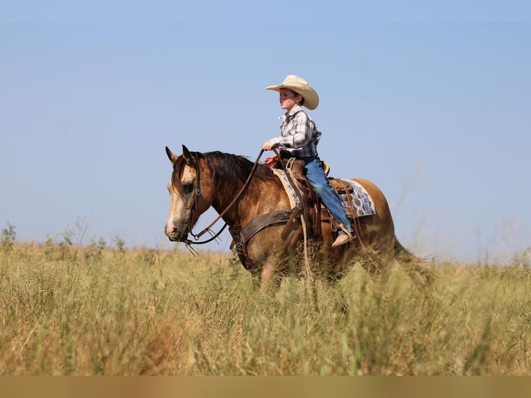Quarter-ponny Valack 14 år 140 cm Gulbrun in Stephenville, TX