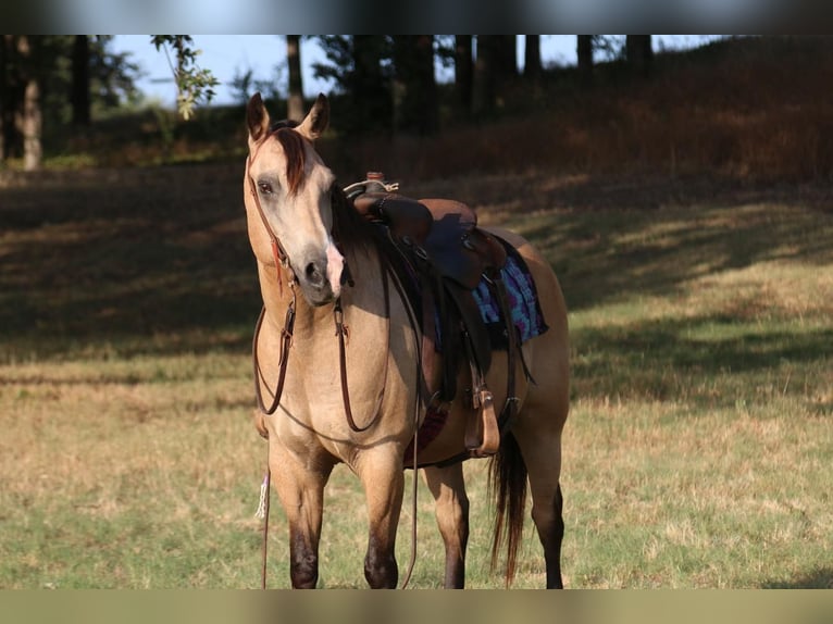 Quarter-ponny Valack 14 år 140 cm Gulbrun in Stephenville, TX