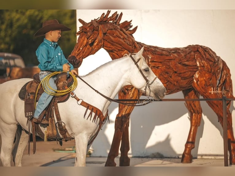 Quarter-ponny Valack 14 år 140 cm Vit in Weatherford, TX