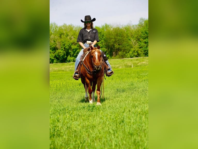Quarter-ponny Valack 14 år 142 cm Fux in Valley Springs, SD