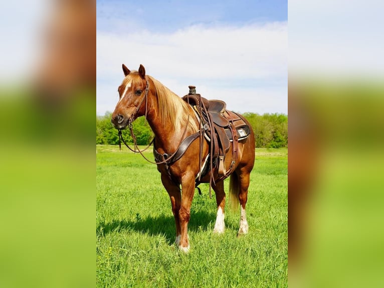 Quarter-ponny Valack 14 år 142 cm Fux in Valley Springs, SD