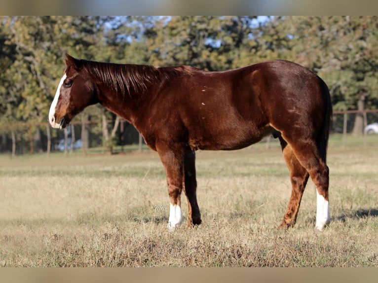 Quarter-ponny Valack 14 år 147 cm Fux in Joshua, TX