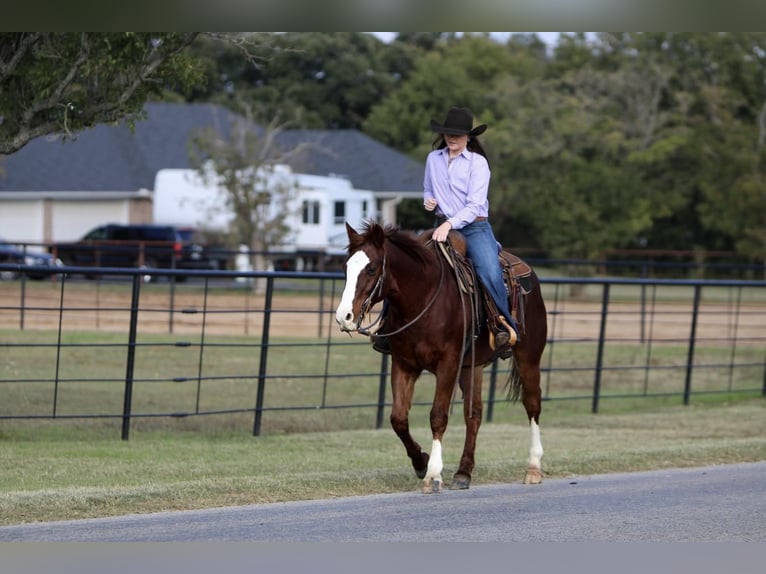 Quarter-ponny Valack 14 år 147 cm Fux in Joshua, TX