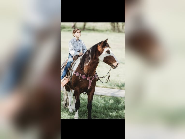 Quarter-ponny Valack 15 år in Quinton, OK