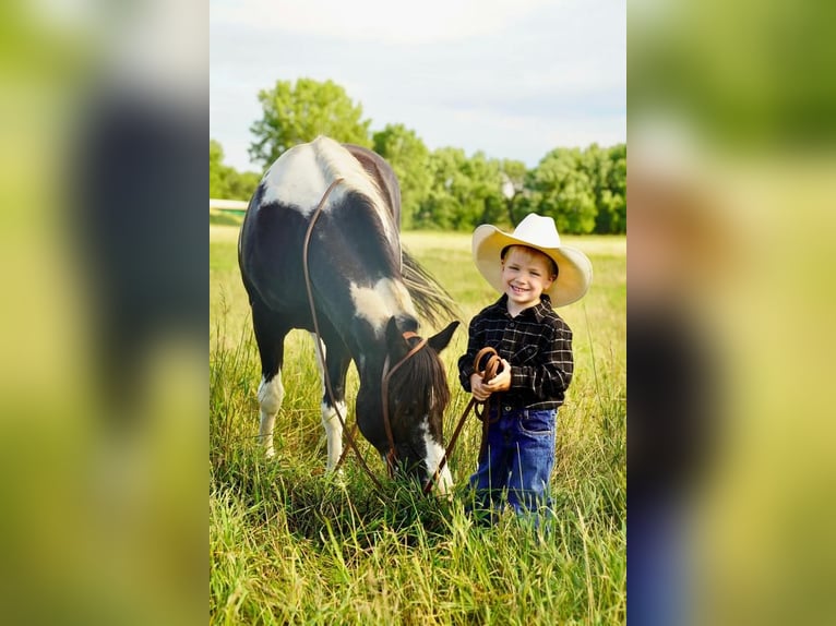 Quarter-ponny Valack 15 år in Valley Springs, SD