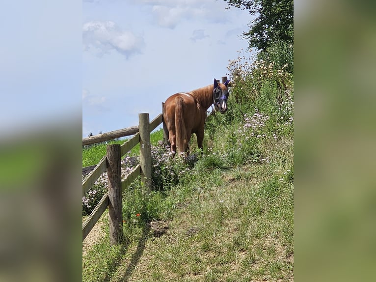 Quarter-ponny Valack 16 år 155 cm fux in Wertingen