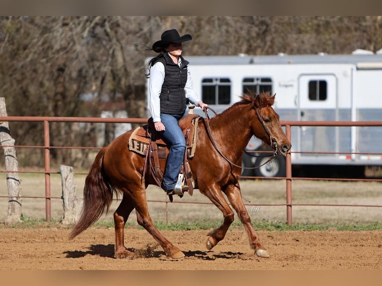 Quarter-ponny Valack 16 år Fux in Joshua, TX