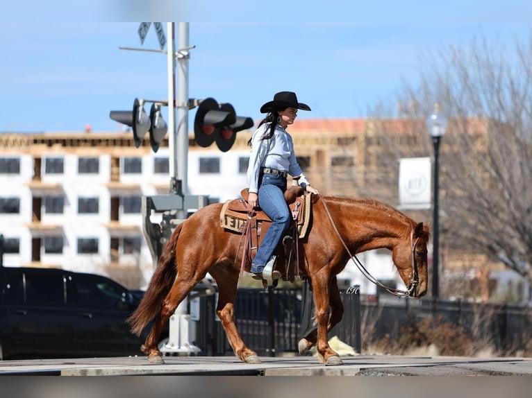 Quarter-ponny Valack 16 år Fux in Joshua, TX