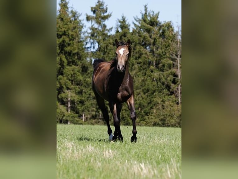 Quarter-ponny Valack 2 år 149 cm Gulbrun in Bad Münstereifel