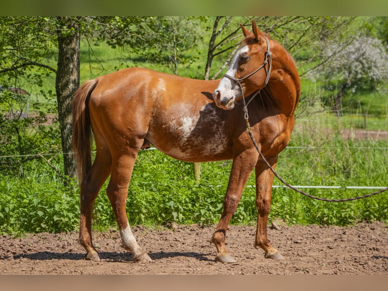 Quarter-ponny Valack 3 år 140 cm fux in Seffern