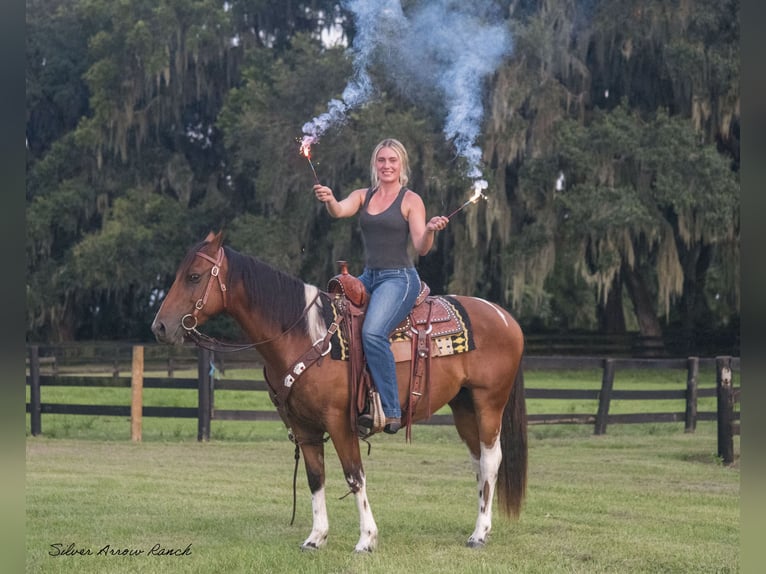 Quarter-ponny Valack 3 år 142 cm Pinto in Ocala