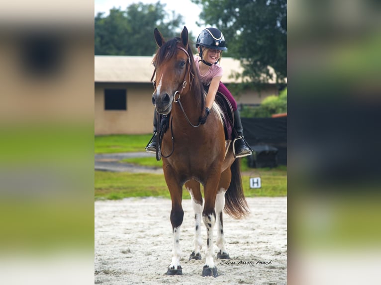 Quarter-ponny Valack 3 år 142 cm Pinto in Ocala