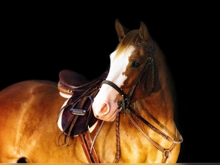 Quarter-ponny Valack 4 år 140 cm Fux in Purdy, MO