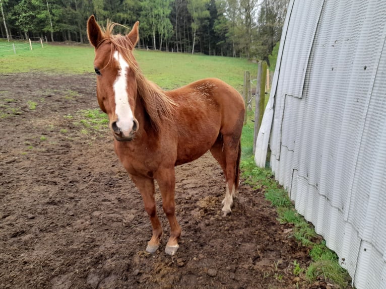 Quarter-ponny Blandning Valack 4 år in Schönau i.M