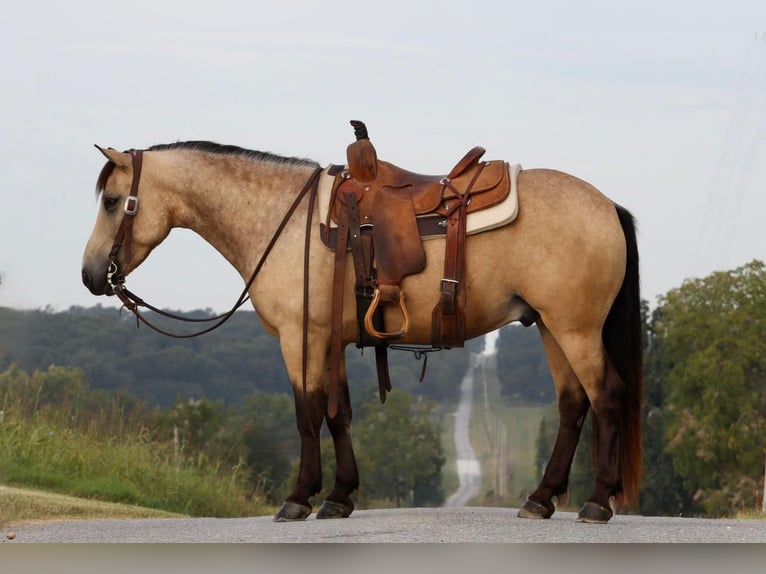 Quarter-ponny Valack 5 år 137 cm Gulbrun in Mount Vernon