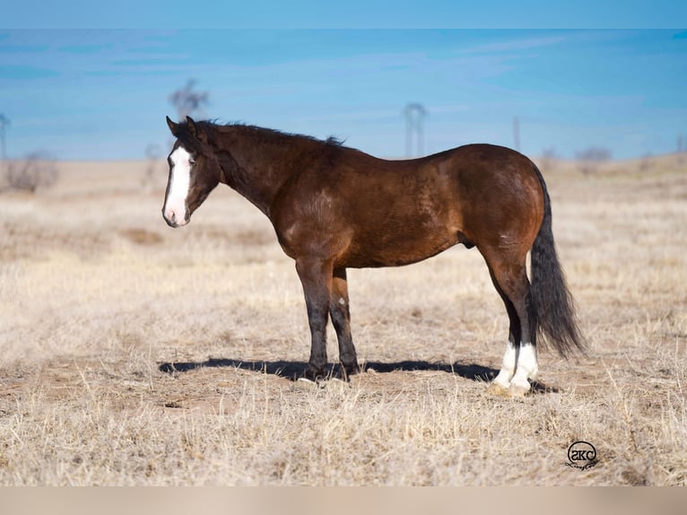 Quarter-ponny Valack 5 år 142 cm Brun in Canyon