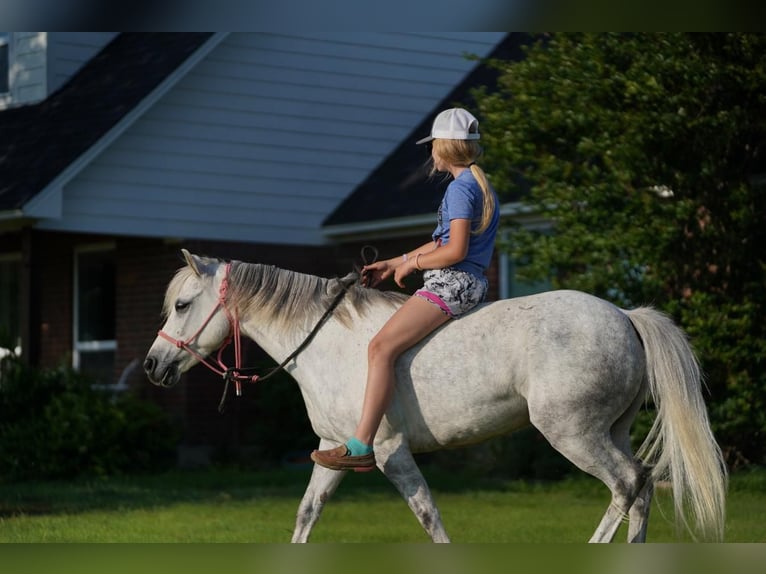 Quarter-ponny Valack 6 år 122 cm Grå in Pilot Point, TX