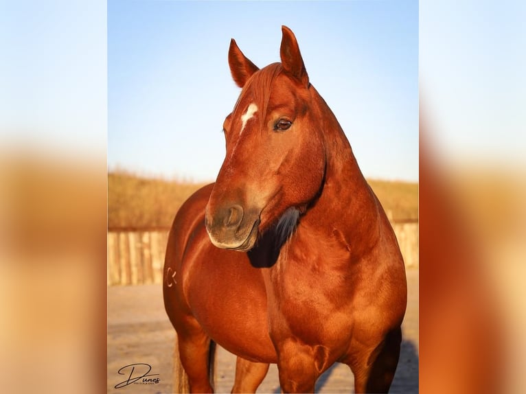 Quarter-ponny Valack 6 år 127 cm Fux in Thedford
