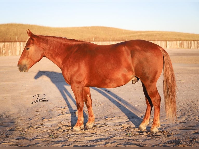 Quarter-ponny Valack 6 år 127 cm Fux in Thedford