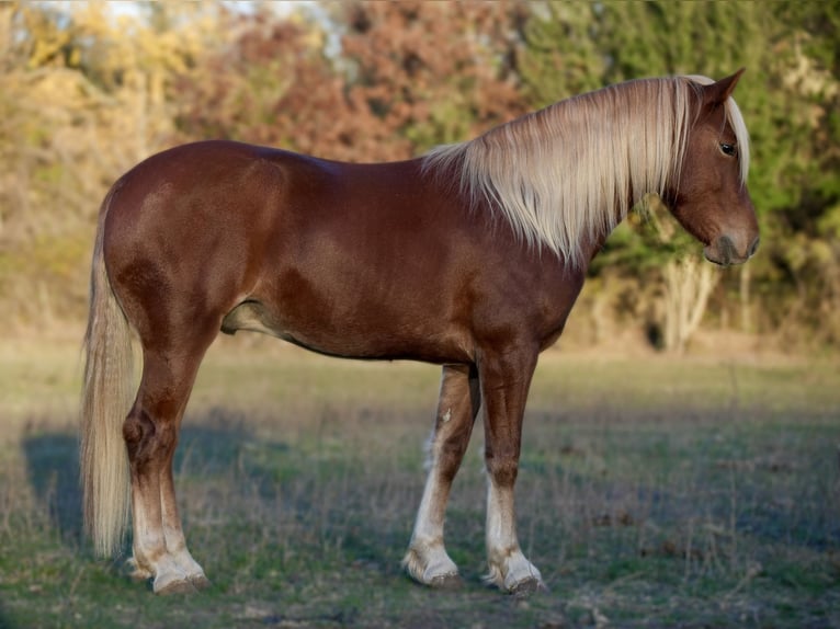 Quarter-ponny Valack 6 år 135 cm Fux in Weatherford