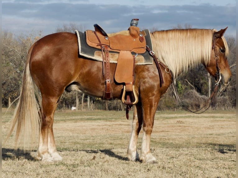 Quarter-ponny Valack 6 år 135 cm Fux in Weatherford