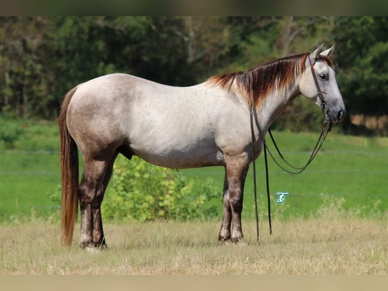 Quarter-ponny Valack 6 år 135 cm Grå in Carthage, TX