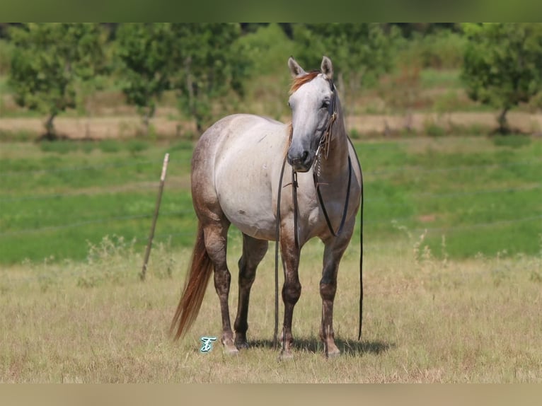 Quarter-ponny Valack 6 år 135 cm Grå in Carthage, TX