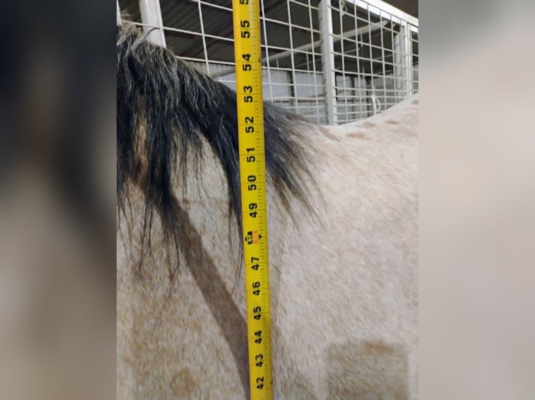 Quarter-ponny Valack 6 år 135 cm Gulbrun in Stephenville, TX