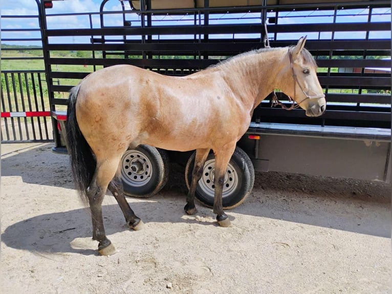 Quarter-ponny Valack 6 år 135 cm Gulbrun in Stephenville, TX