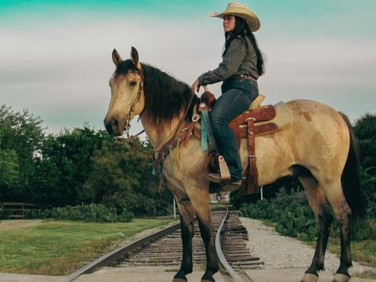 Quarter-ponny Valack 6 år 135 cm Gulbrun in Stephenville, TX