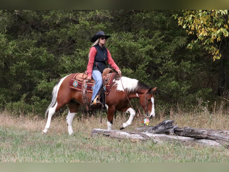 Quarter-ponny Valack 6 år 137 cm Pinto in Purdy, MO
