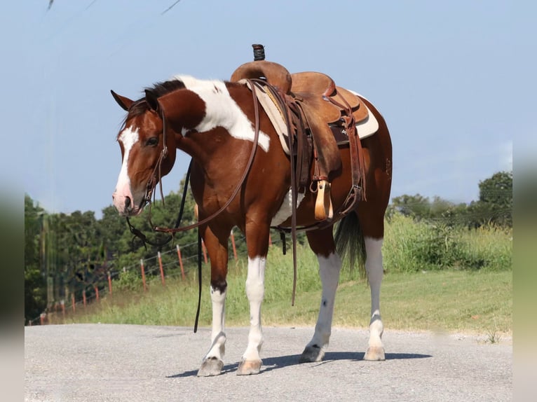 Quarter-ponny Valack 6 år 137 cm Pinto in Purdy, MO