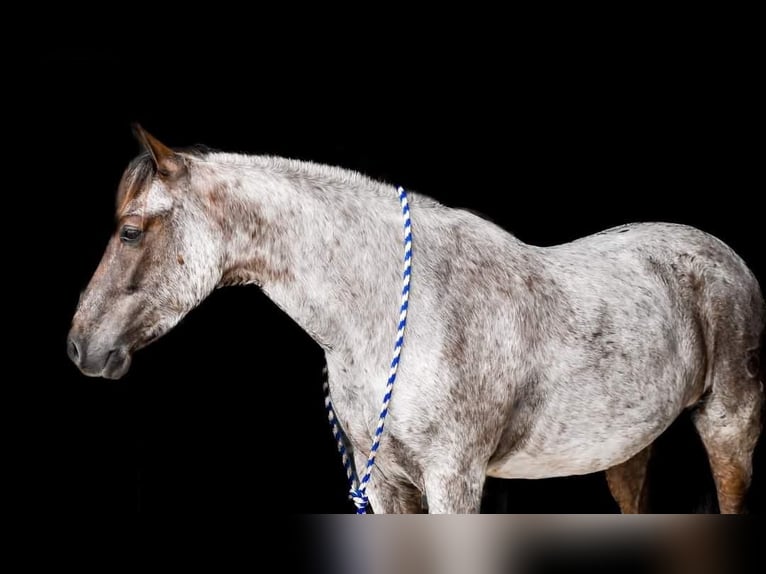 Quarter-ponny Valack 6 år 142 cm Rödskimmel in Sullivan, IL