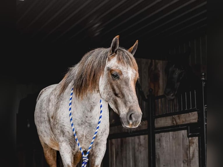 Quarter-ponny Valack 6 år 142 cm Rödskimmel in Sullivan, IL