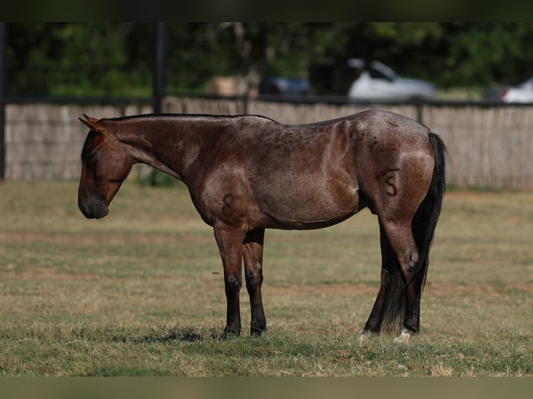 Quarter-ponny Valack 6 år 145 cm Brunskimmel in Joshua, TX